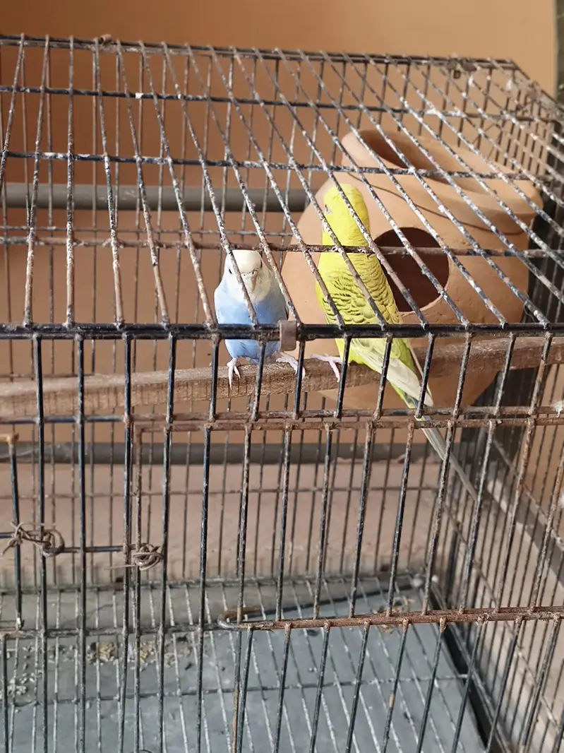 fellow tcb lemon male red eye and spangle female — photo 2