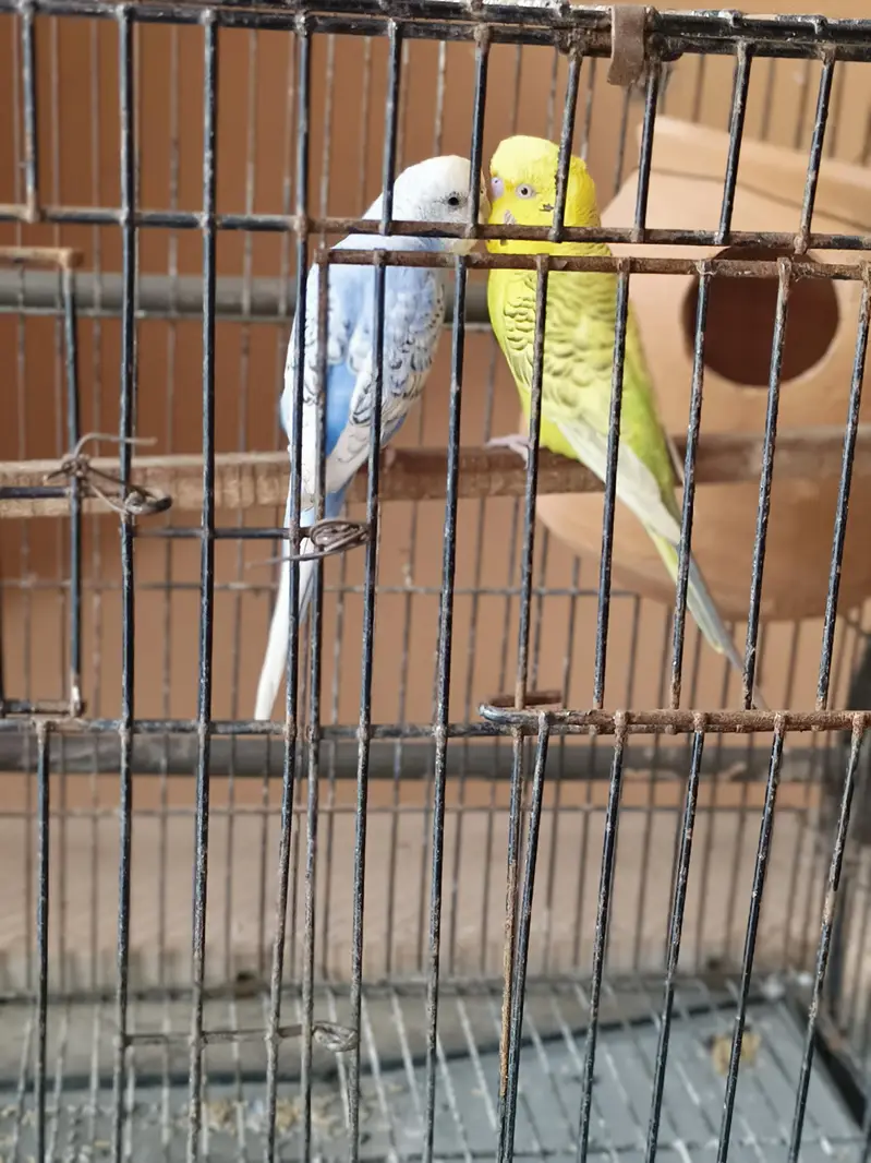 fellow tcb lemon male red eye and spangle female — photo 3