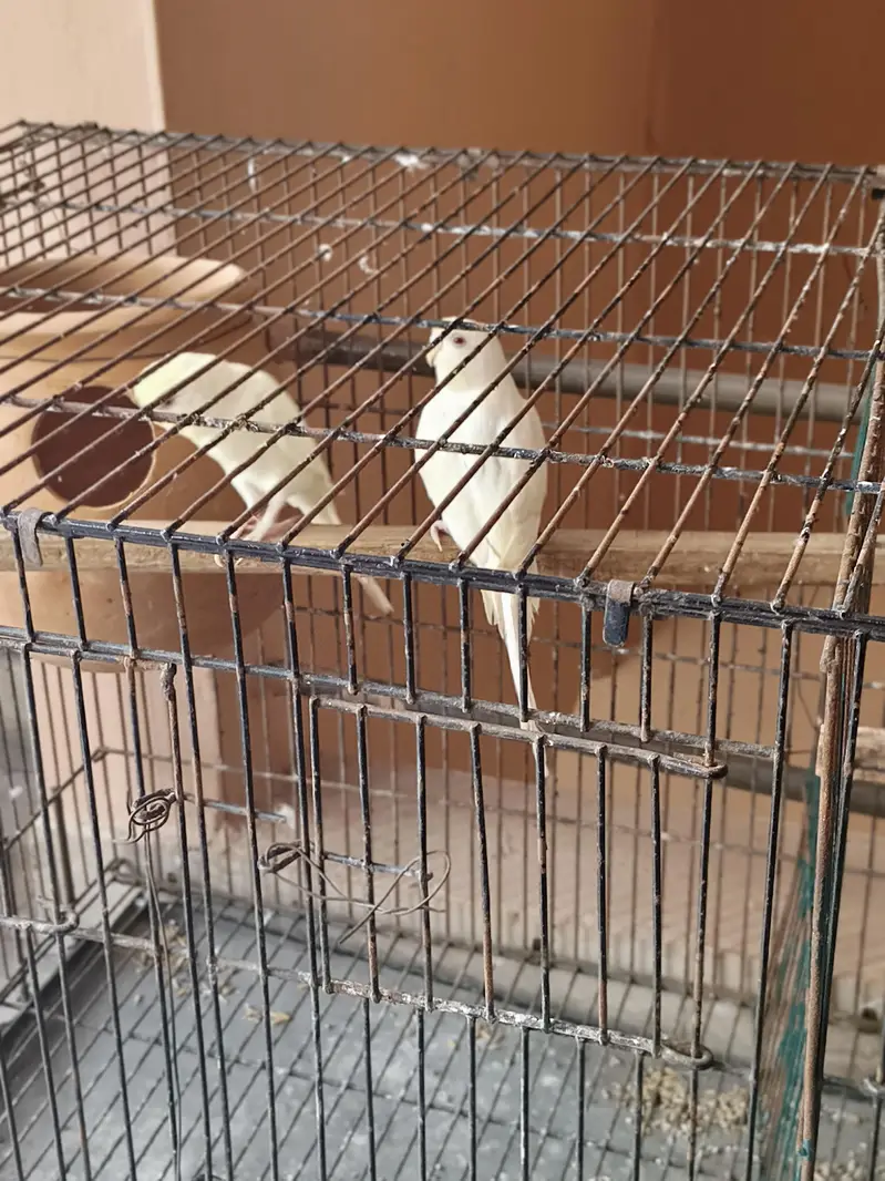 fellow tcb lemon male red eye and spangle female — photo 4
