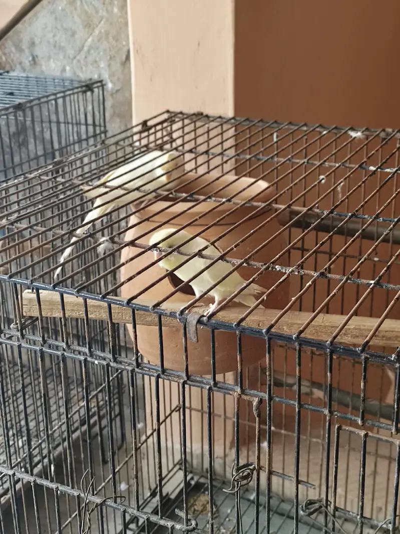 fellow tcb lemon male red eye and spangle female — photo 5