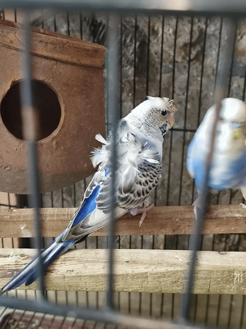 fellow tcb lemon male red eye and spangle female — photo 6