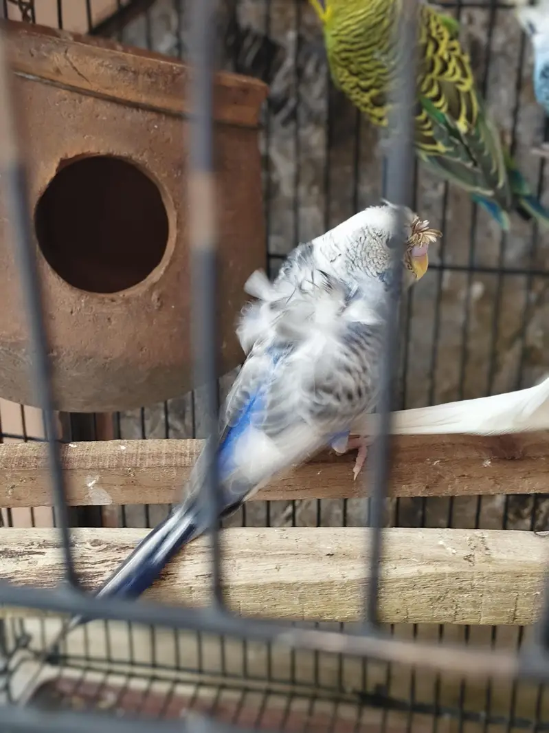 fellow tcb lemon male red eye and spangle female — photo 7