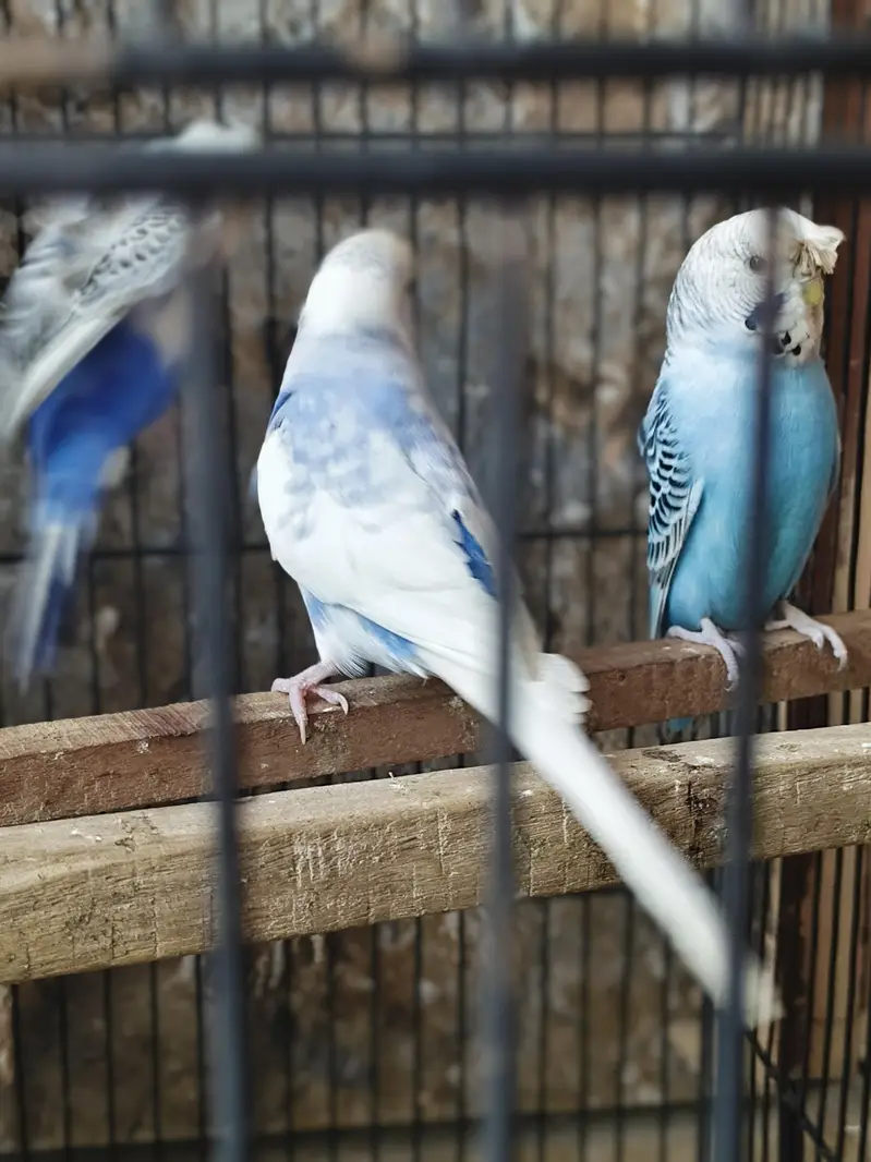 fellow tcb lemon male red eye and spangle female — photo 9