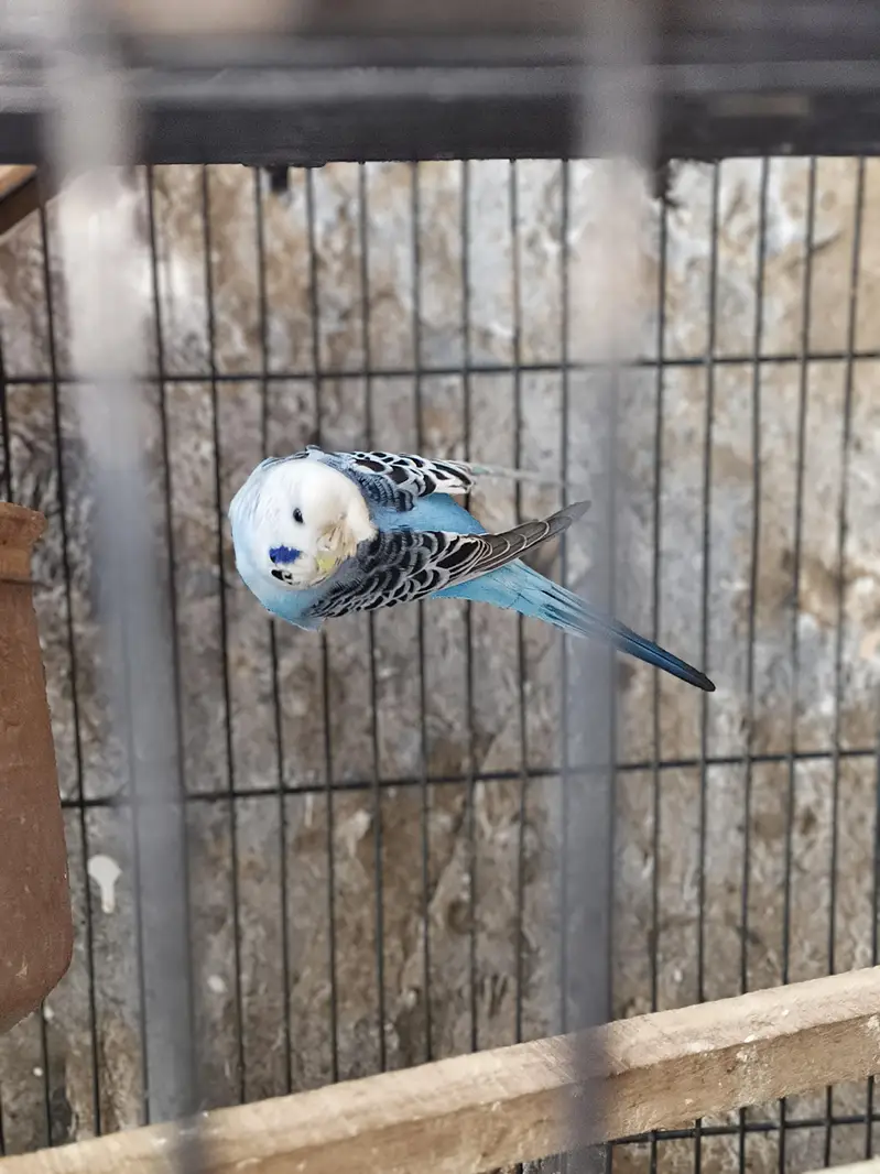 fellow tcb lemon male red eye and spangle female — photo 11