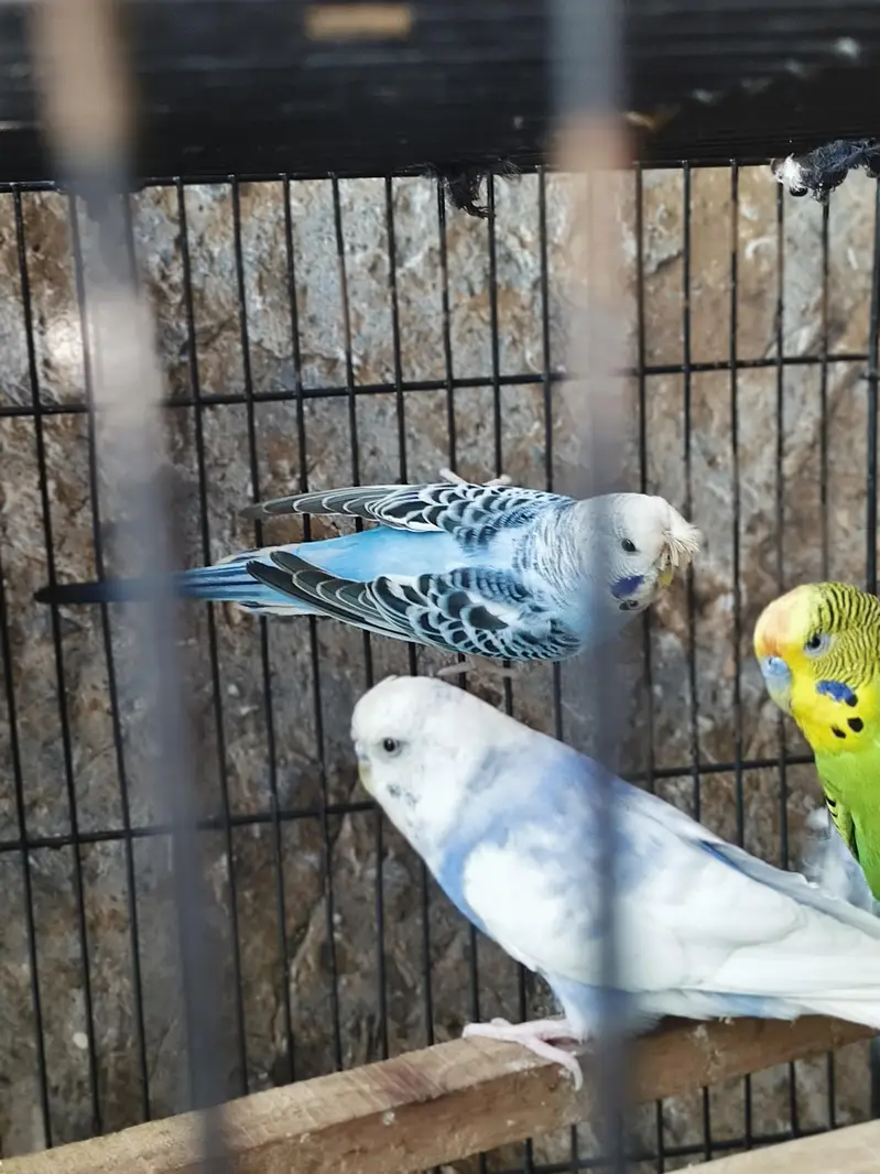 fellow tcb lemon male red eye and spangle female — photo 12