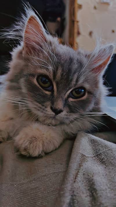 Persian Cat (Beautiful grey & white fluffy)