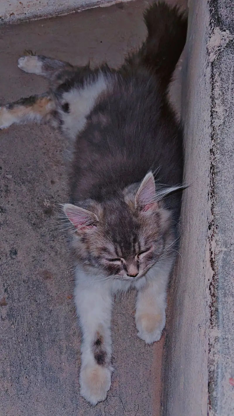 Persian Cat (Beautiful grey & white fluffy) — photo 2