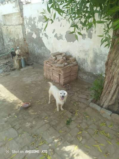 Russian dog