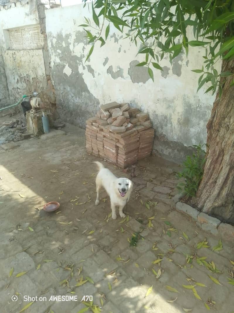 Russian dog 0