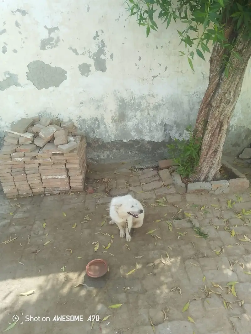 Russian dog — photo 2