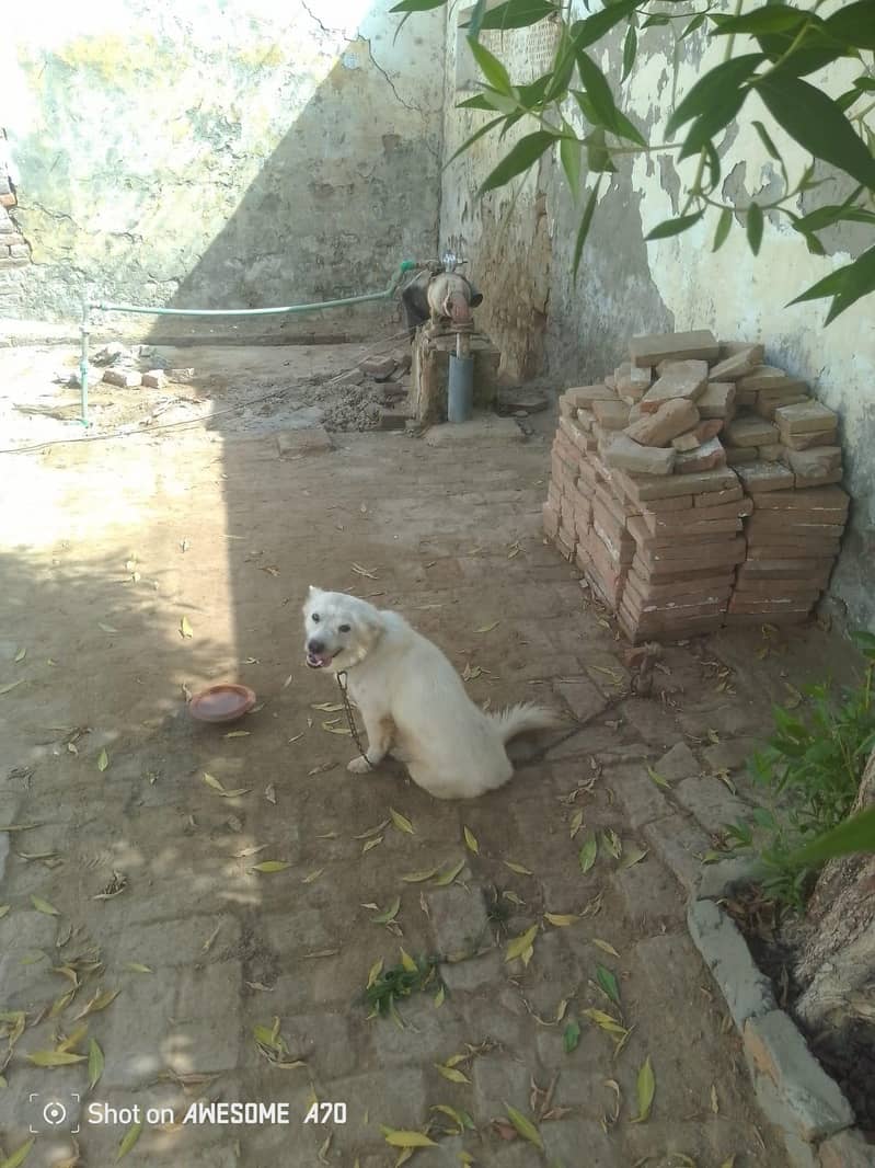 Russian dog 2