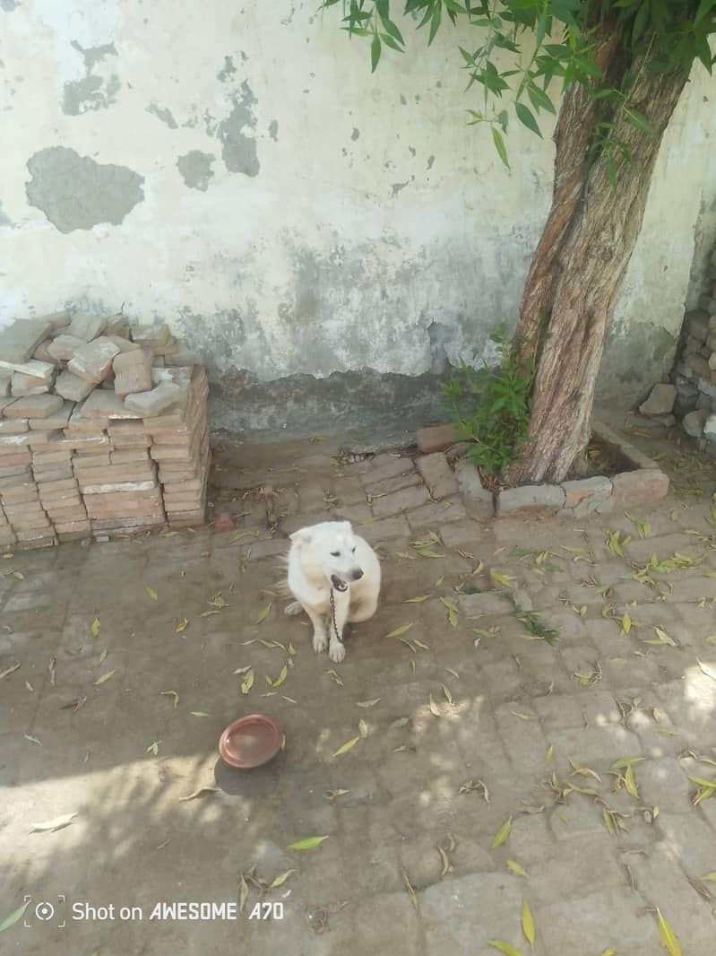 Russian dog 3