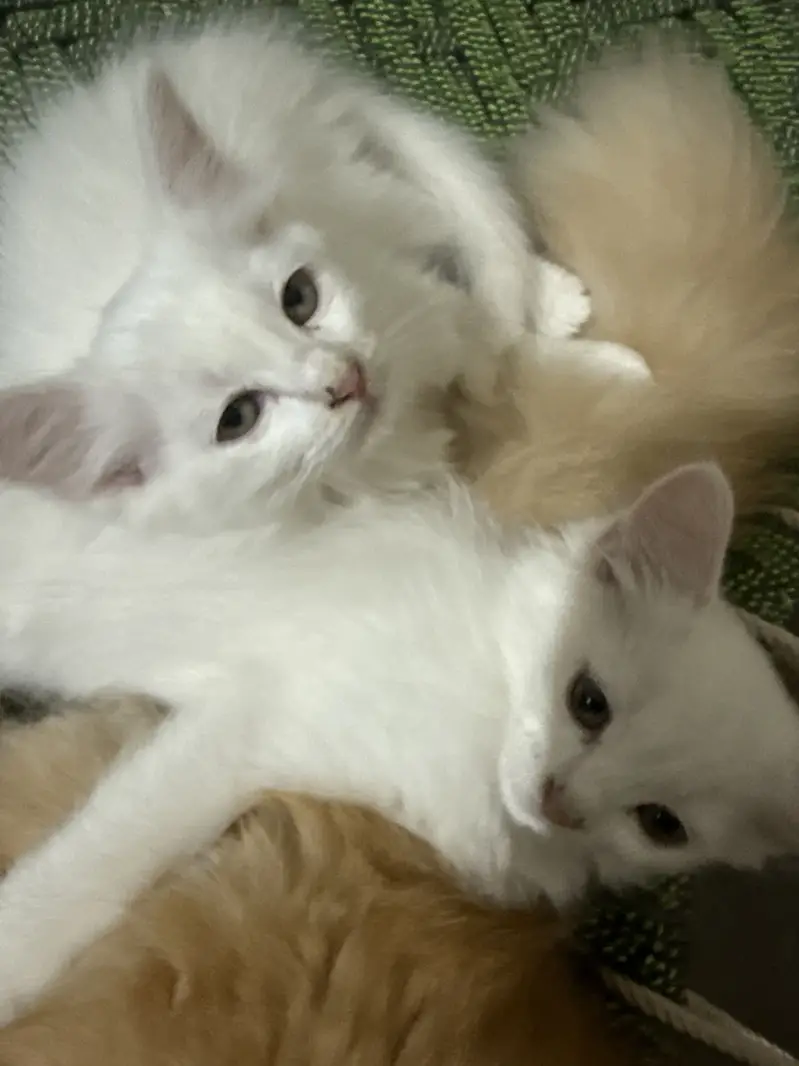 Turkish Angora and Persian crossed — photo 2