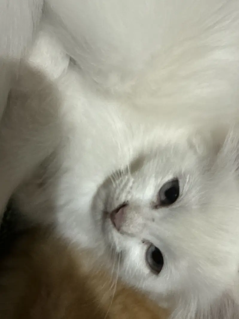 Turkish Angora and Persian crossed — photo 3