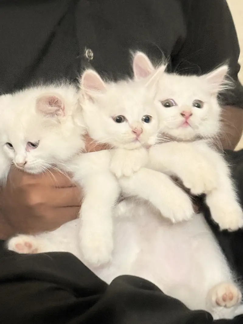 Turkish Angora and Persian crossed — photo 4