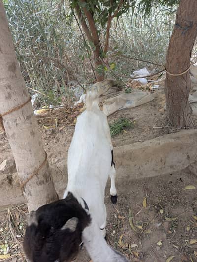goat for sell