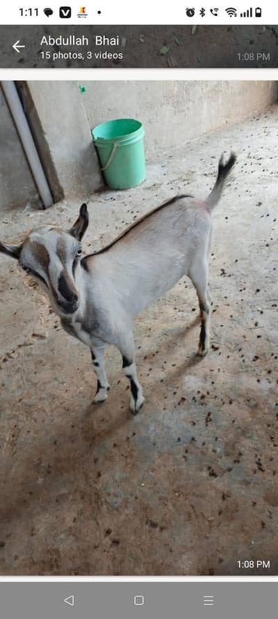 Tedi kanj Bakra for sale
