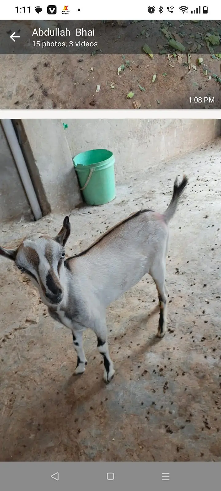 Tedi kanj Bakra for sale — photo 2
