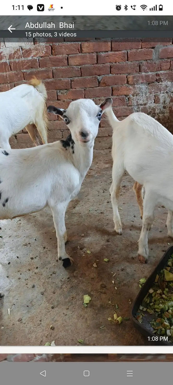 Tedi kanj Bakra for sale — photo 3