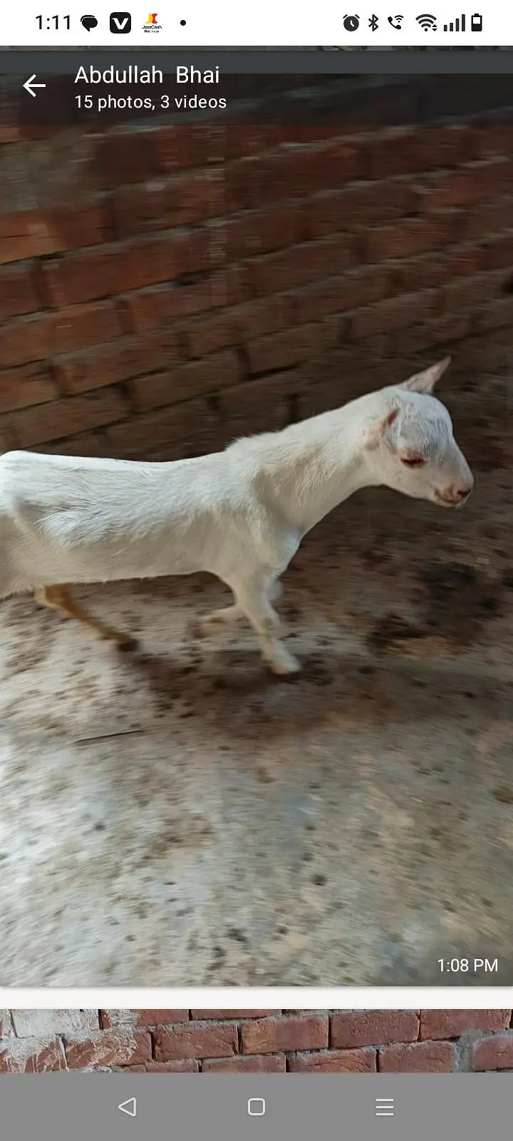 Tedi kanj Bakra for sale — photo 4