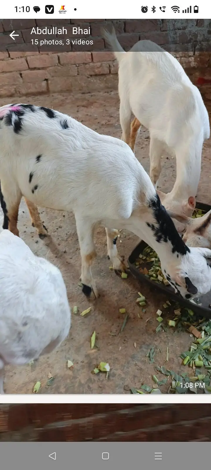 Tedi kanj Bakra for sale — photo 5