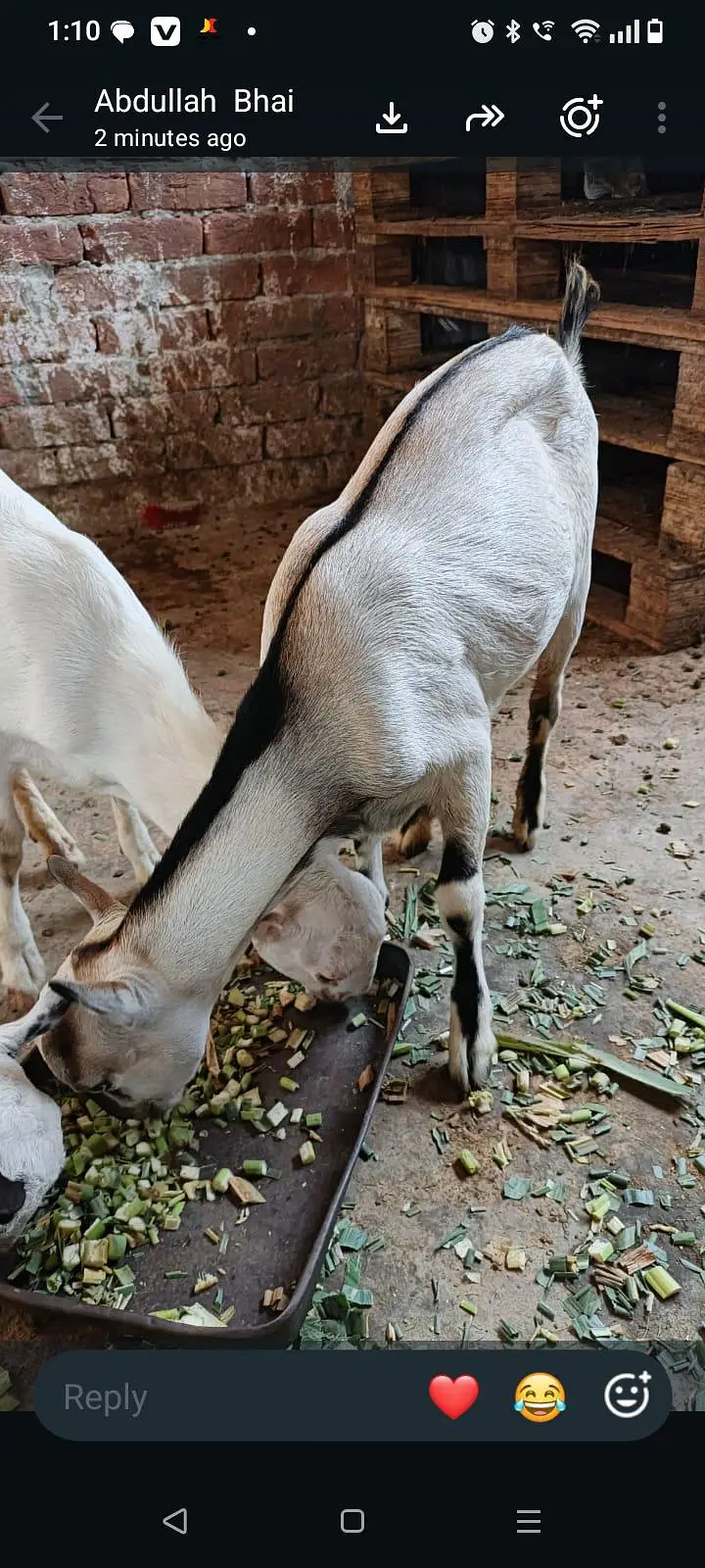 Tedi kanj Bakra for sale — photo 6