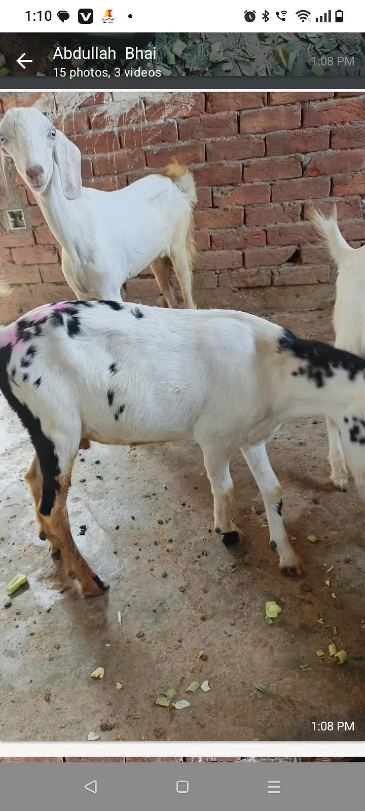 Tedi kanj Bakra for sale — photo 7