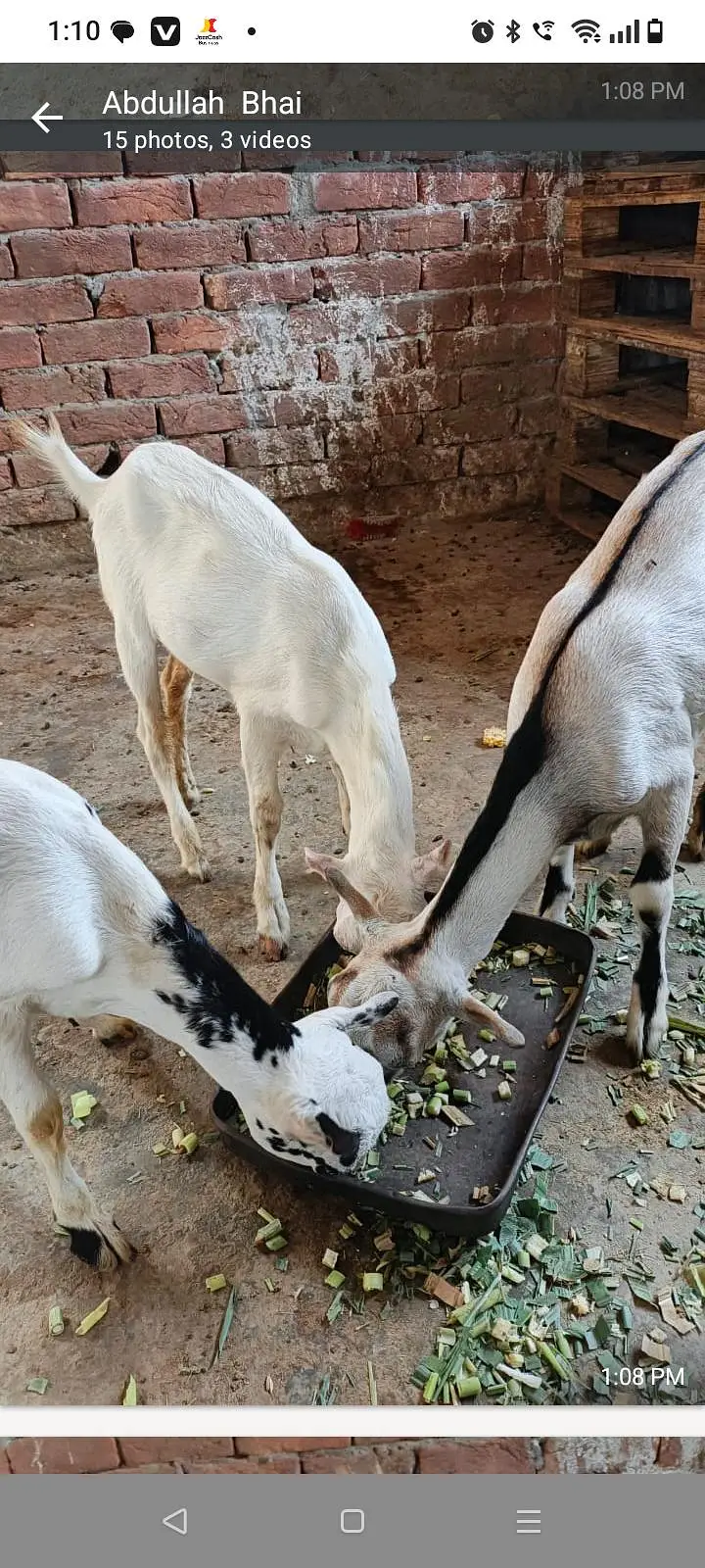 Tedi kanj Bakra for sale — photo 8