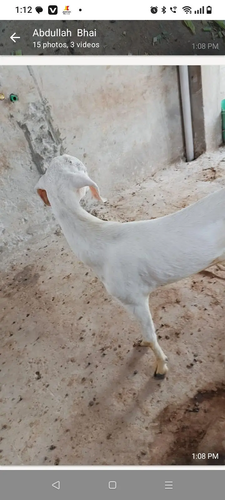 Tedi kanj Bakra for sale — photo 9