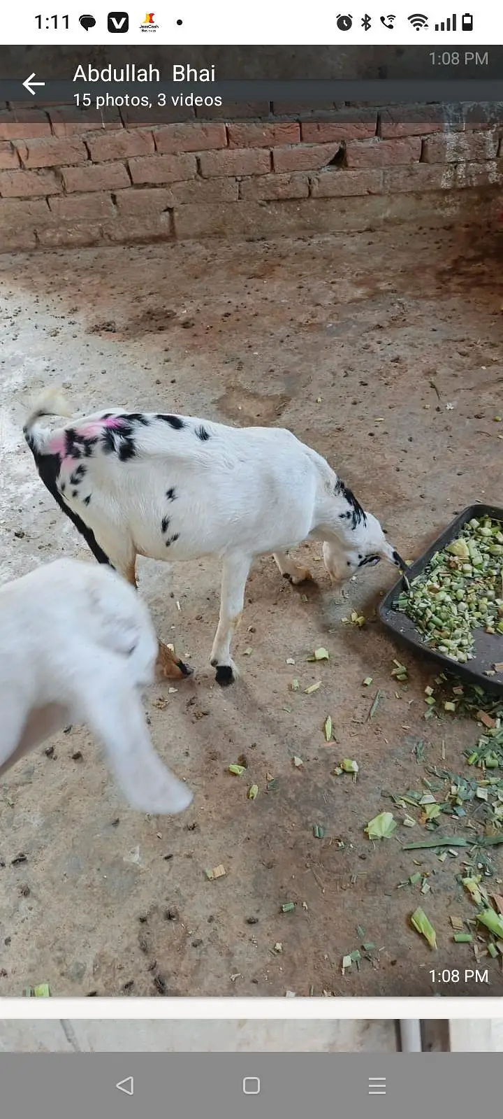 Tedi kanj Bakra for sale — photo 10