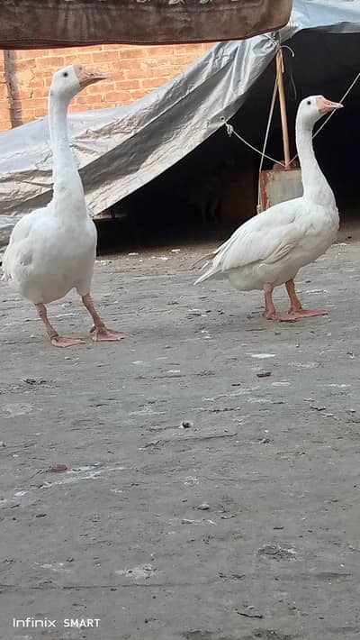 white ducks/ urgent sale