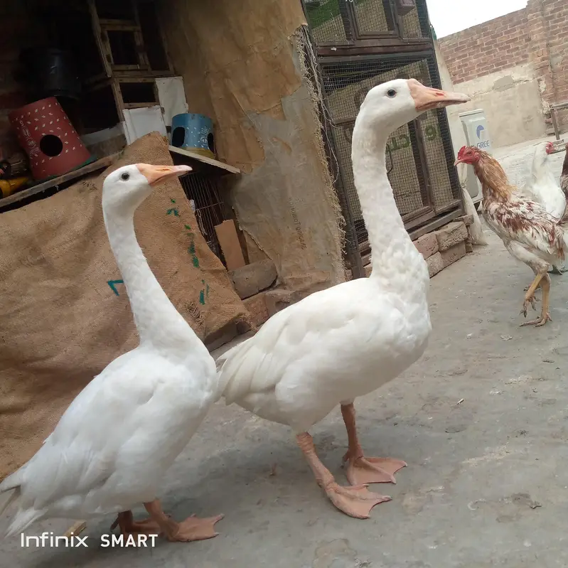 white ducks/ urgent sale — photo 2