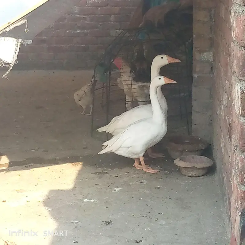 white ducks/ urgent sale — photo 3