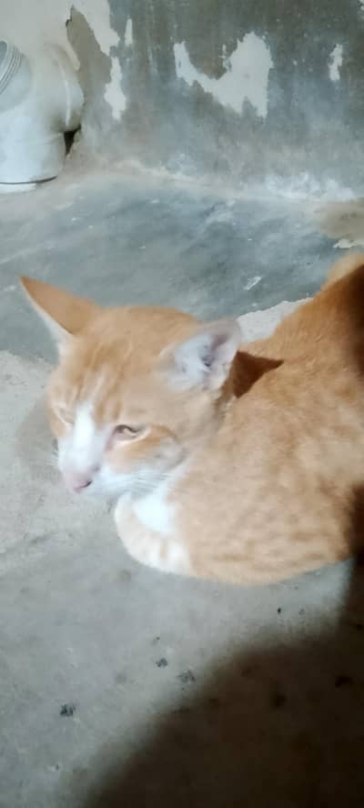 serbian cat