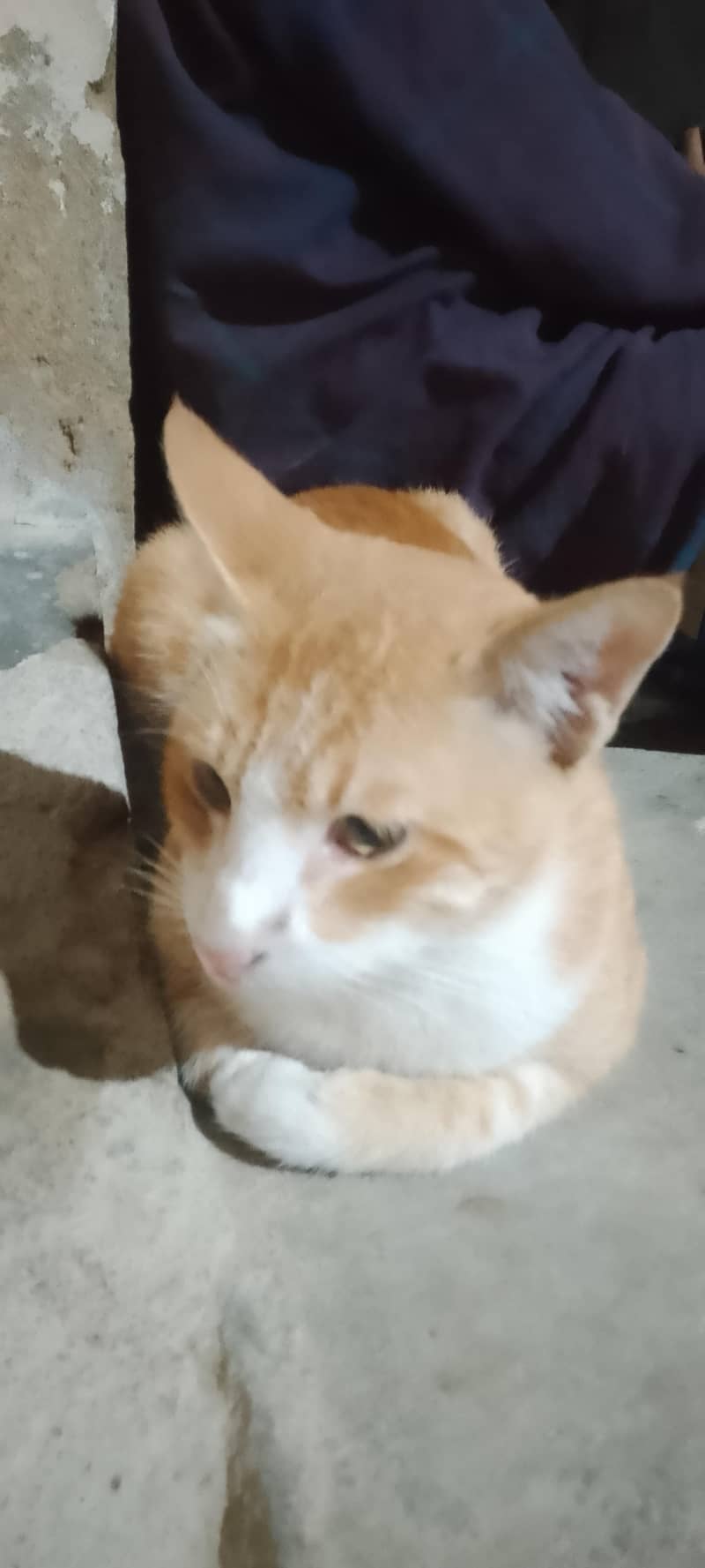 serbian cat 1
