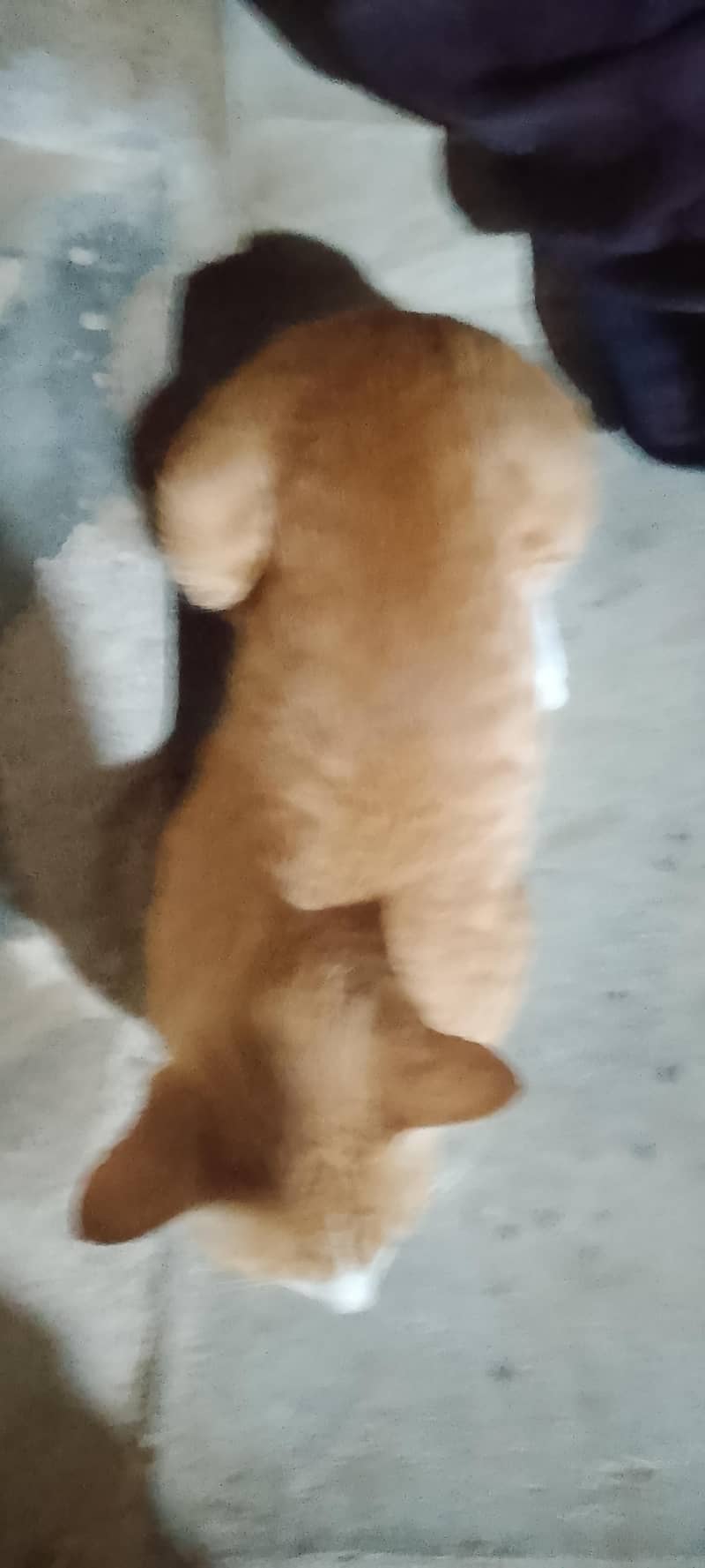 serbian cat 2