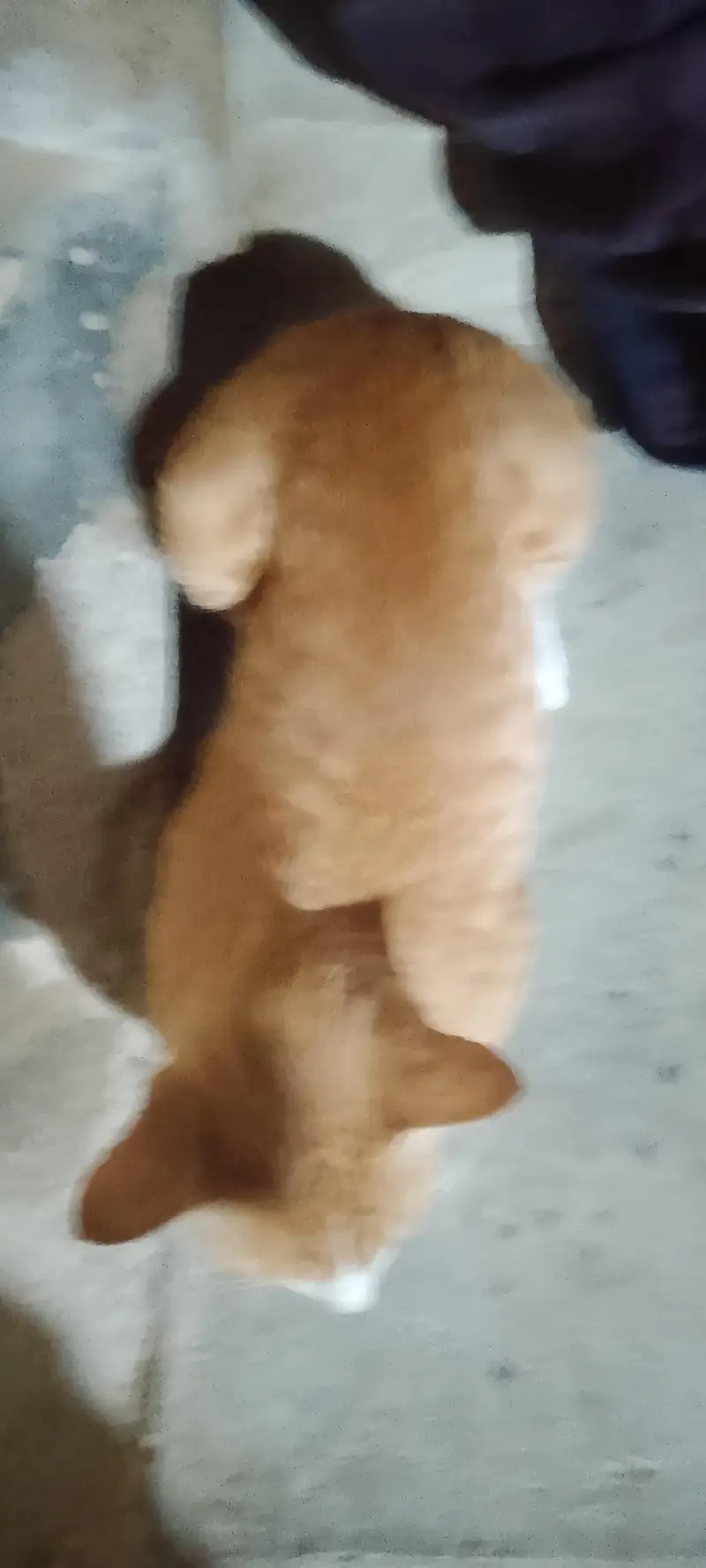 serbian cat — photo 3