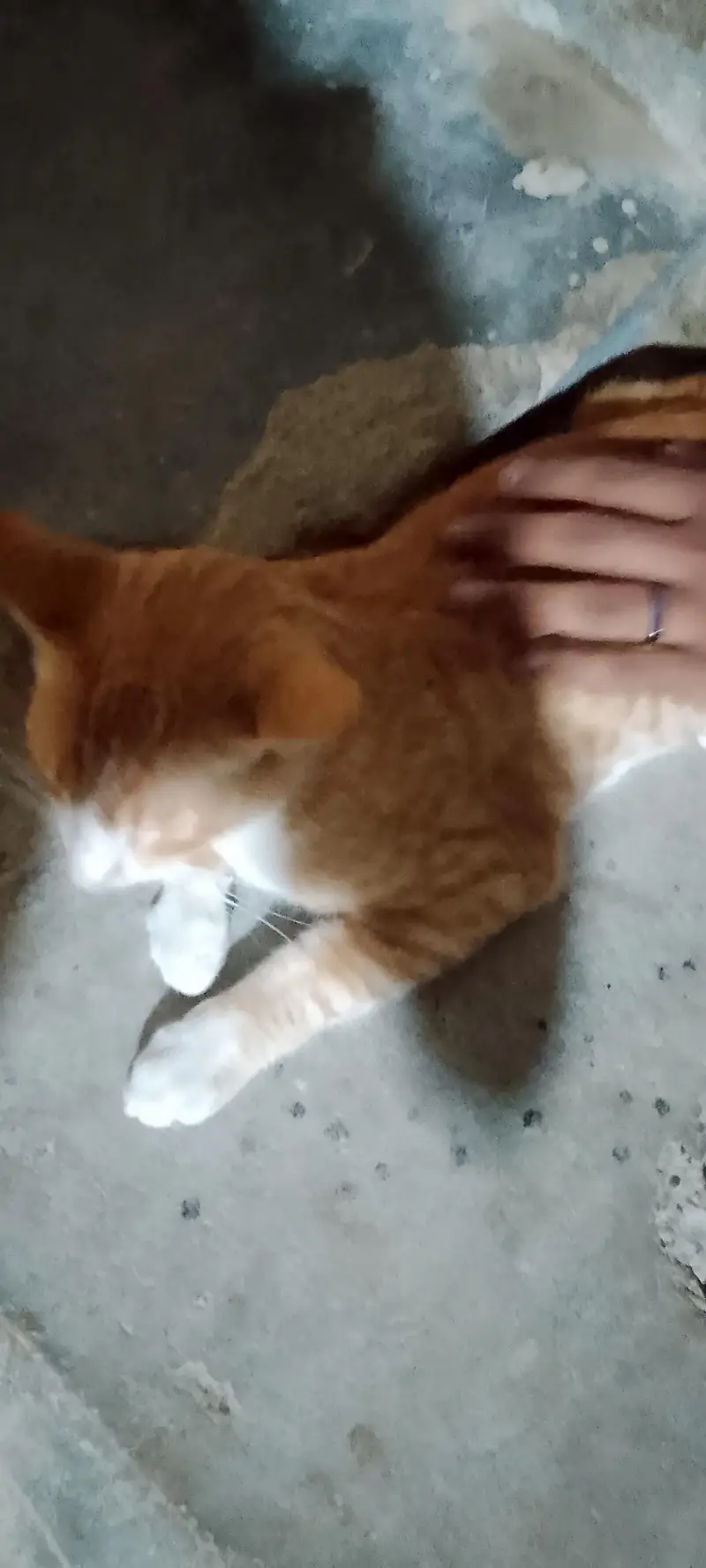 serbian cat — photo 4