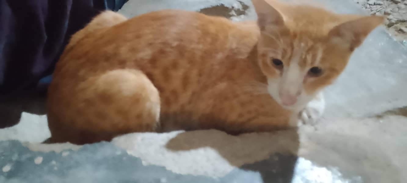 serbian cat 4