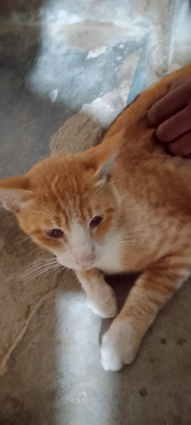 serbian cat 5