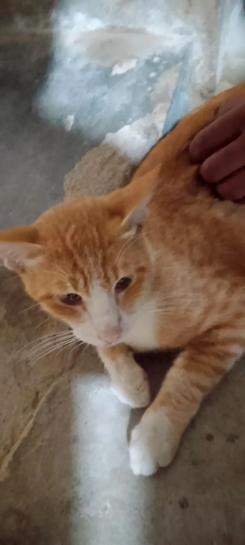 serbian cat — photo 6