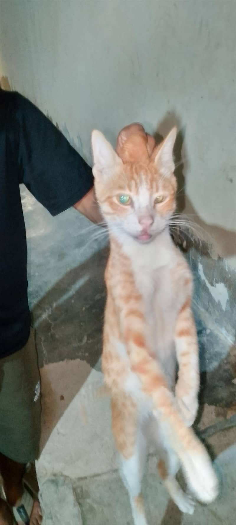 serbian cat 6