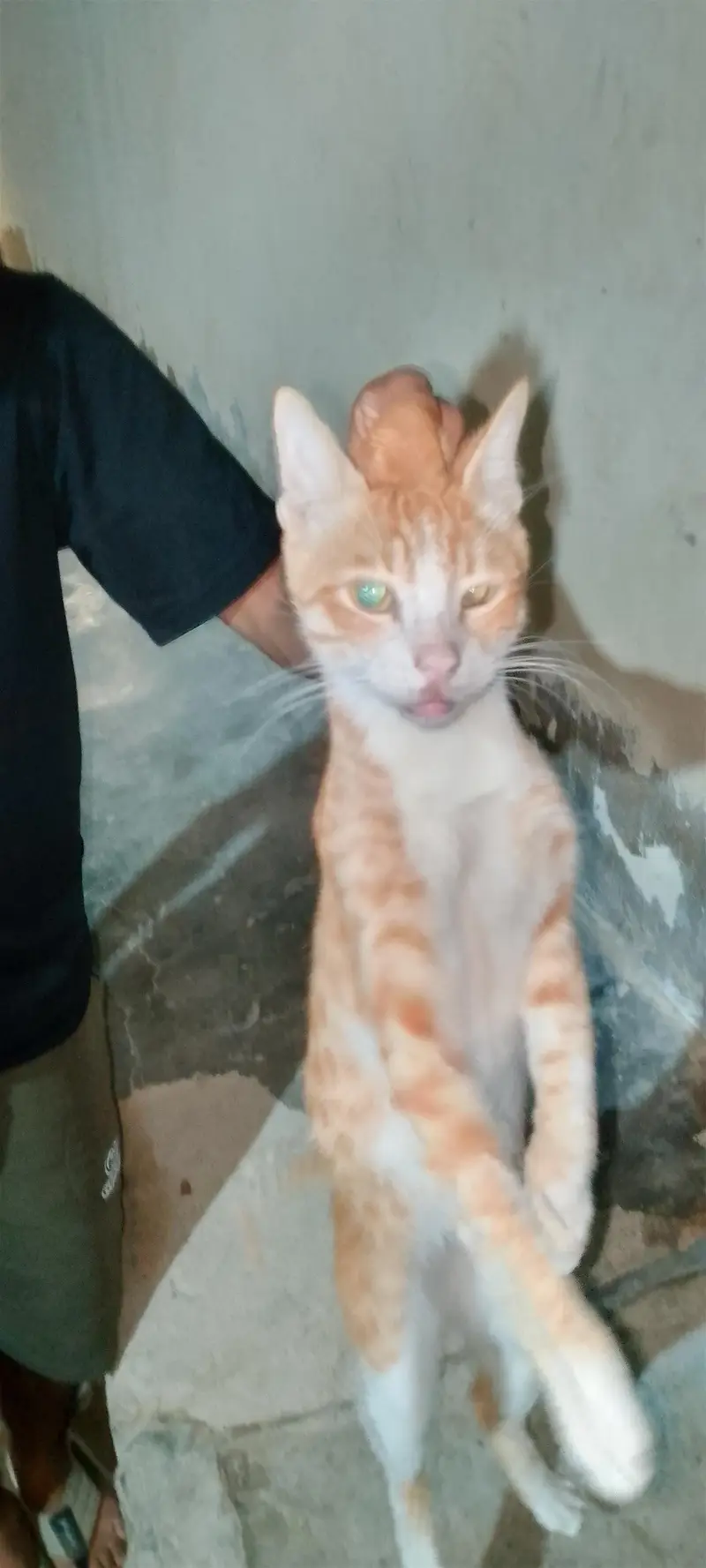 serbian cat — photo 7