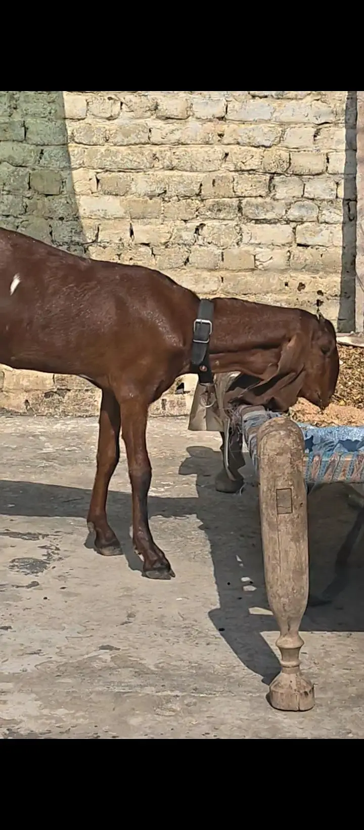 Pure Nagri Path — photo 4