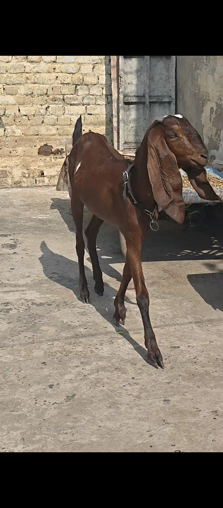 Pure Nagri Path — photo 5