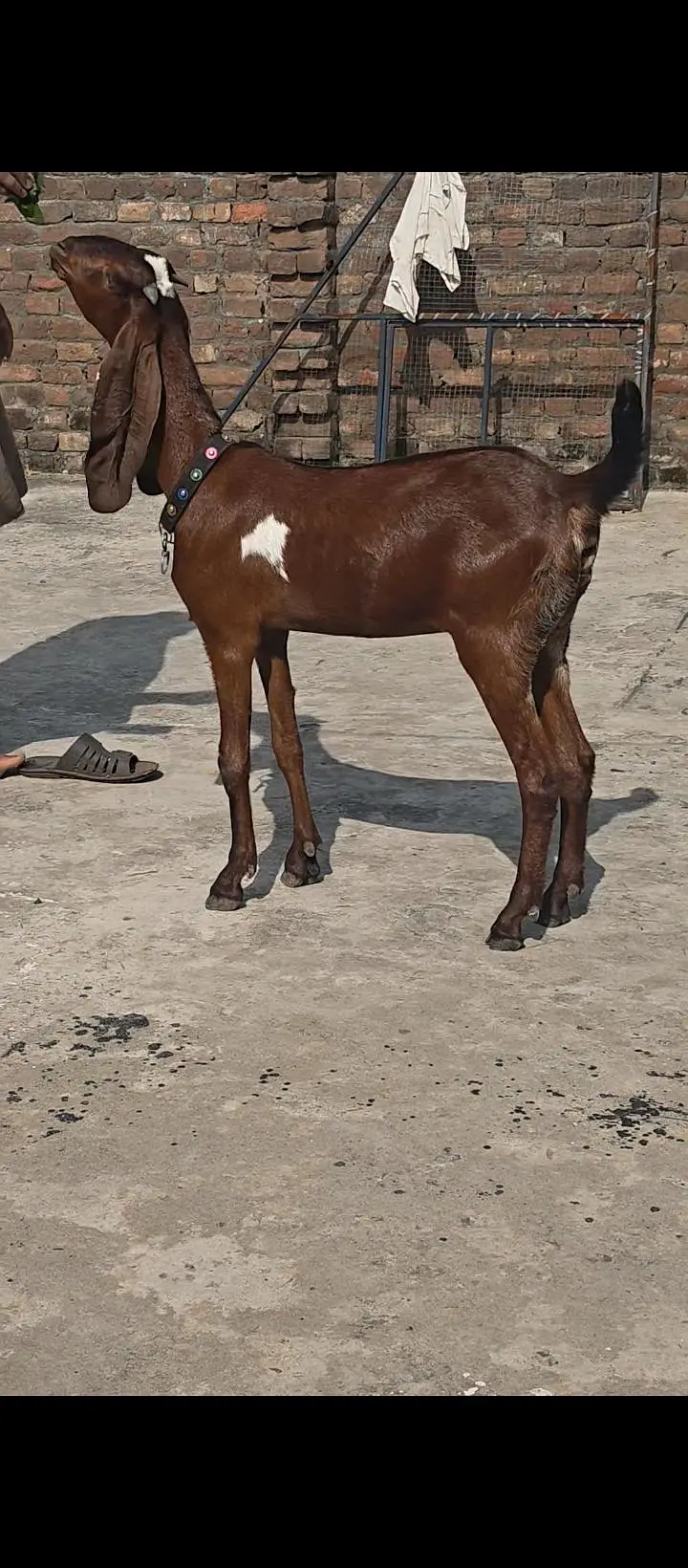 Pure Nagri Path — photo 7