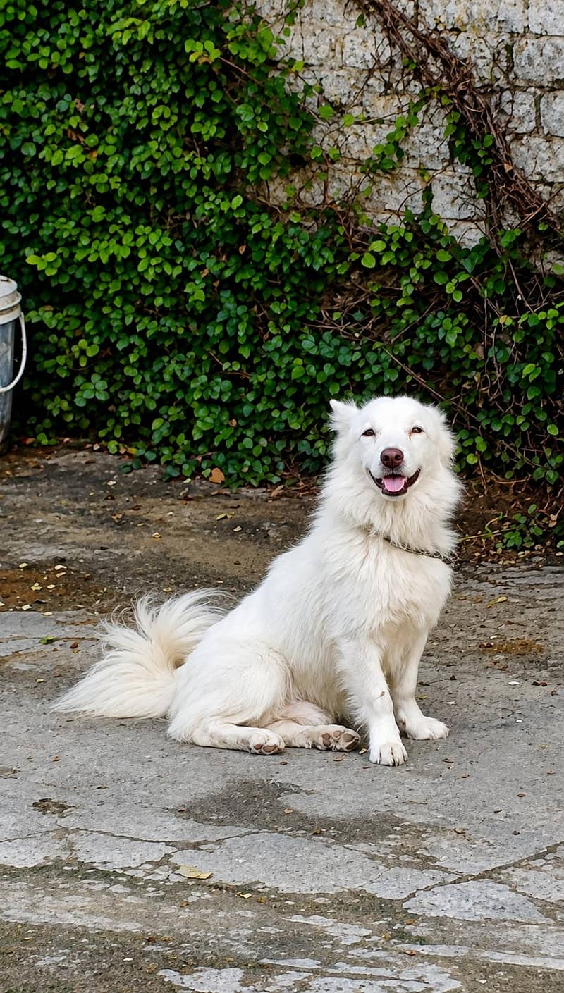 Russian dog | Russian Male |Russian breeder male | Russian vaccinated 0