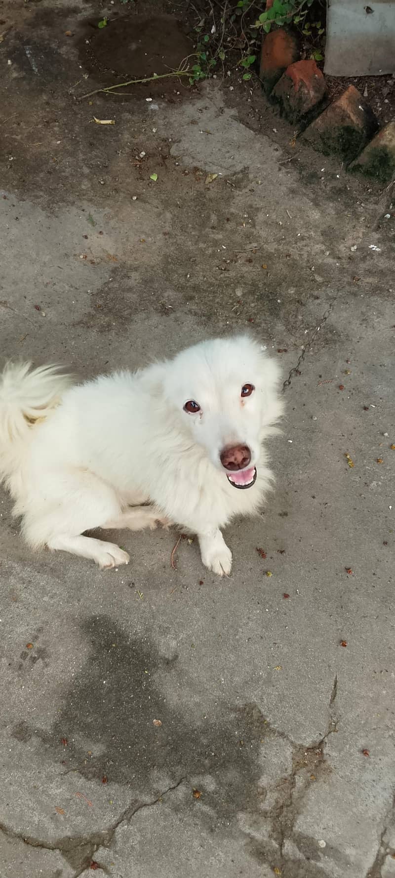 Russian dog | Russian Male |Russian breeder male | Russian vaccinated 1
