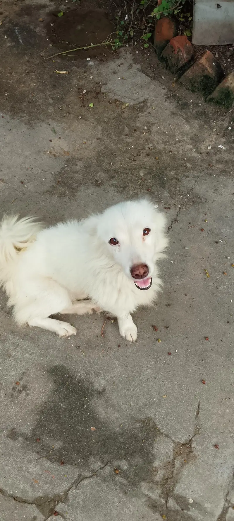 Russian dog | Russian Male |Russian breeder male | Russian vaccinated — photo 2