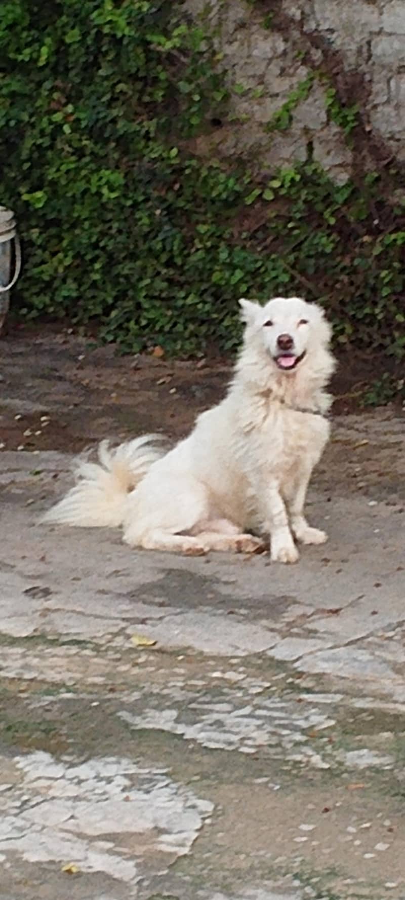 Russian dog | Russian Male |Russian breeder male | Russian vaccinated 2